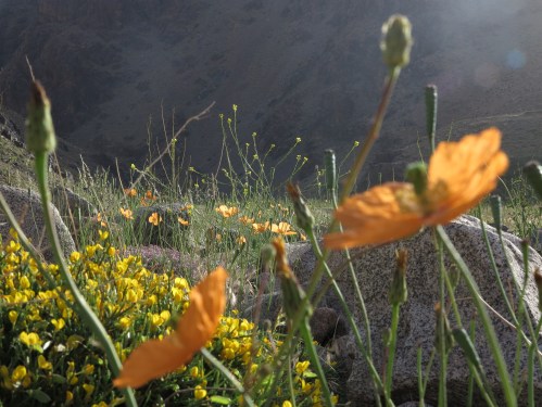 plaine alluviale  maroc
