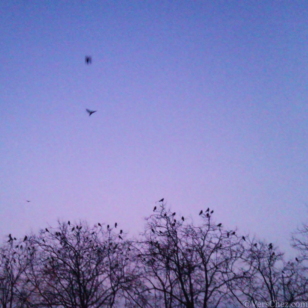 corneilles©verschez_lausanne