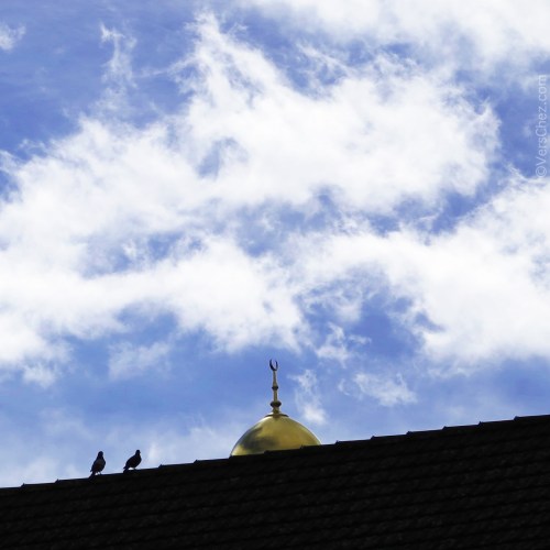 pigeon_amour©VersChez