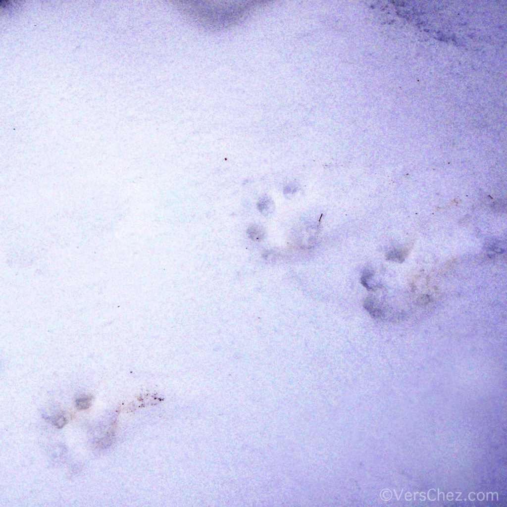 traces de lynx dans la neige