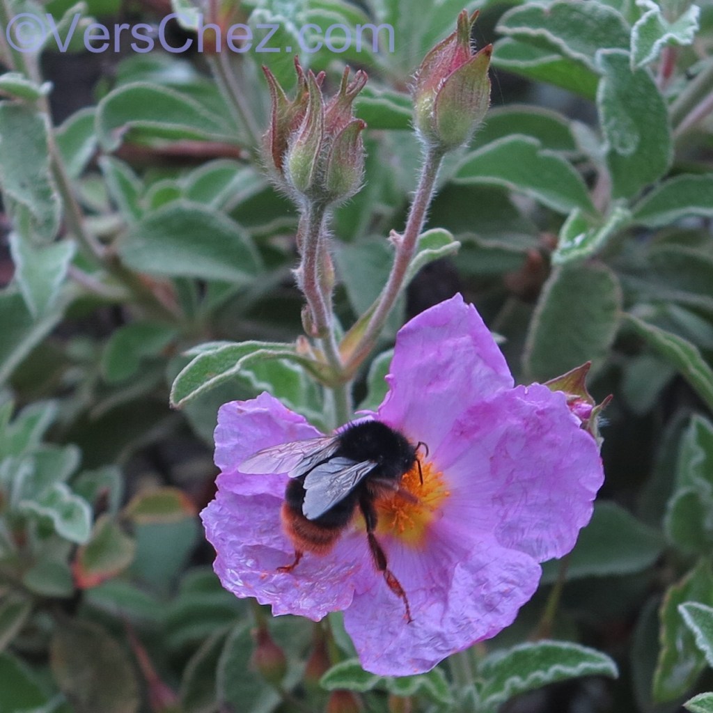 bourdon-cyste©VersChez.com