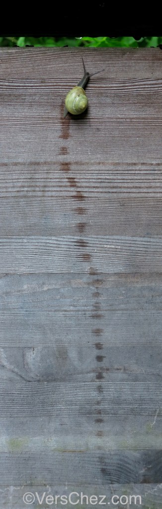 escargot-haiku-verschez.com