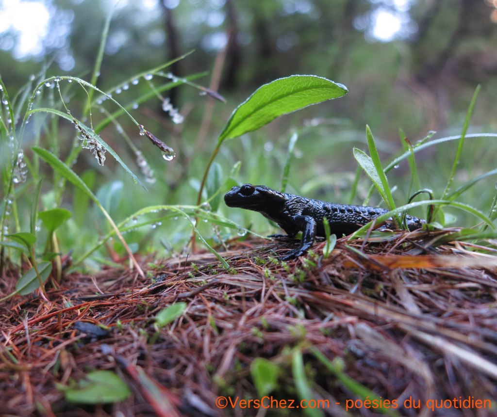 salamandre-noire-haiku