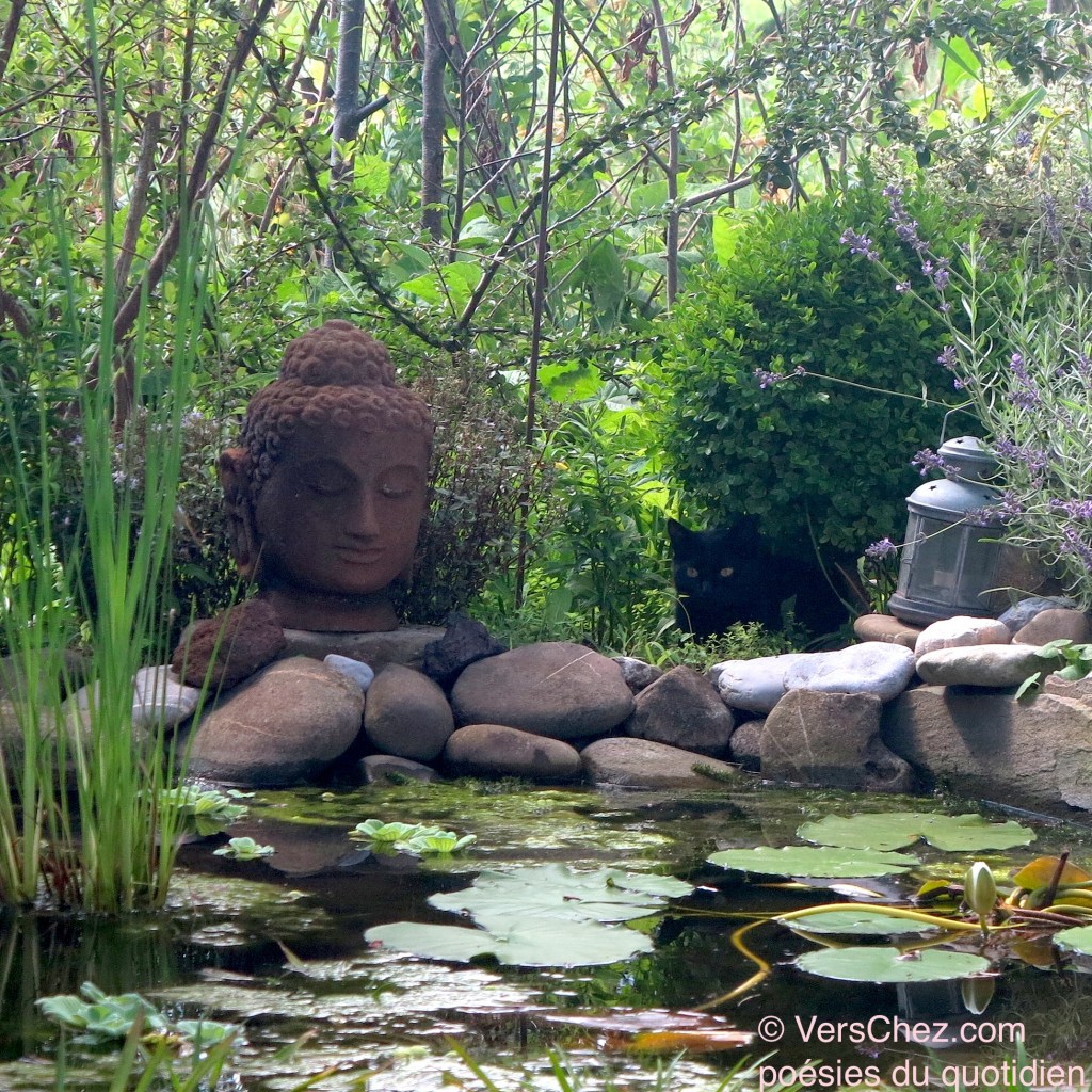 chat et bouddha VersChez.com