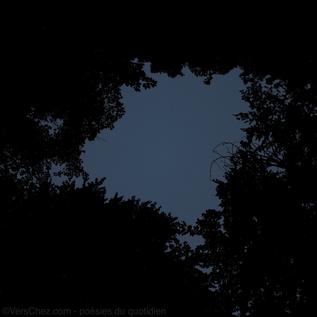 nuit-foret-silence-haiku