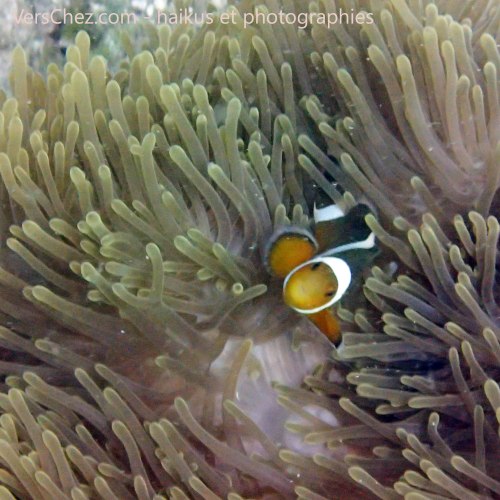 poisson clown nemo