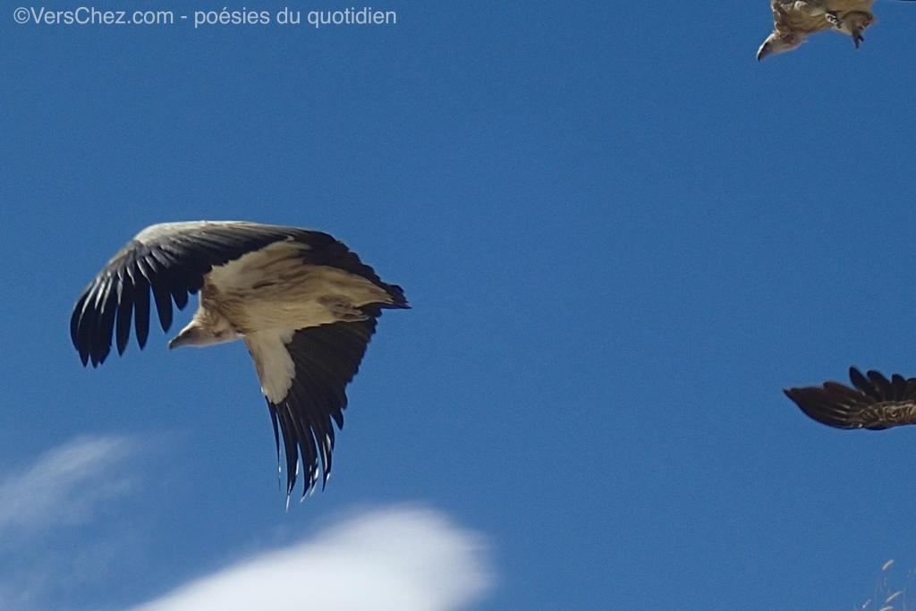 griffon haiku himalaya vautour 