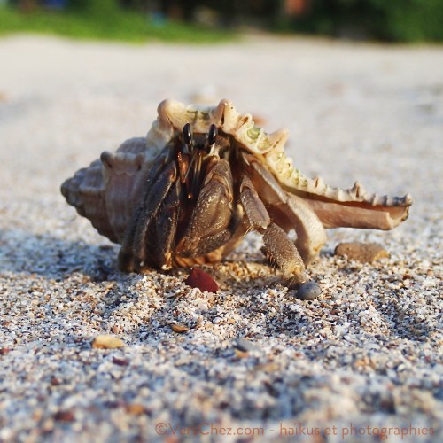 haiku-poesie-plage-bernard-hermite