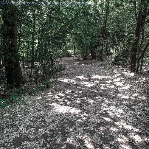 graine-haiku-peuplier-neige