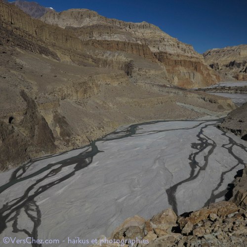 haiku tichodrome himalaya