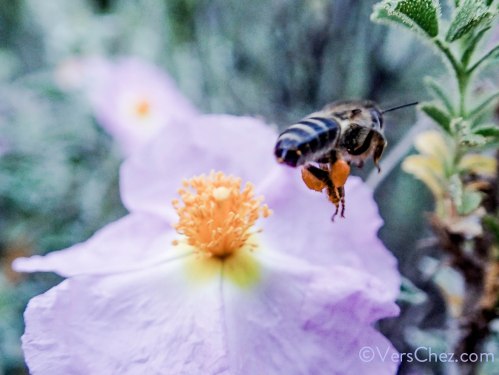 poesie-abeille-pollen-cyste