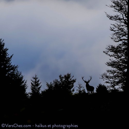 cerf-aube-haiku-©VersChez.com