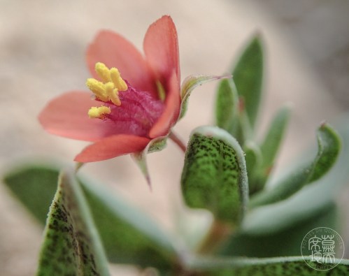 fleur-genoux-haiku-maroc