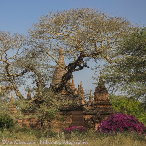 haiku-huppe-bagan-myanmar