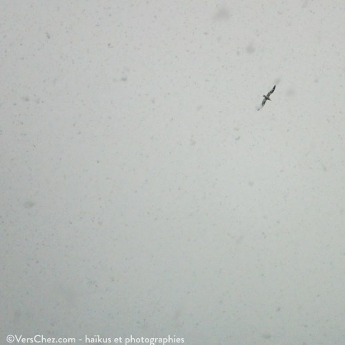 neige-lac-mouette-haiku