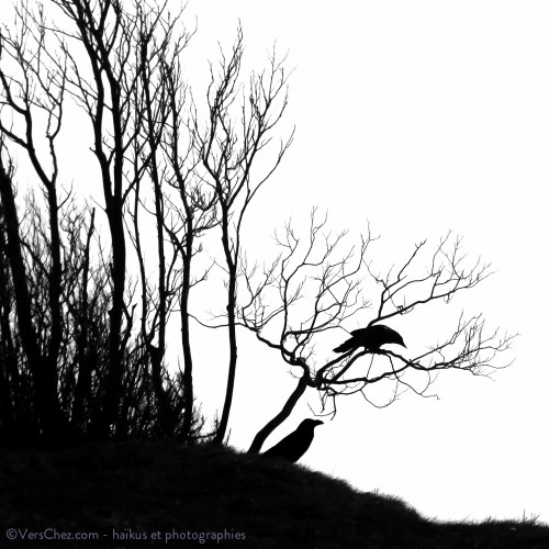 haiku-corbeau-corvus-poesie-©VersChez