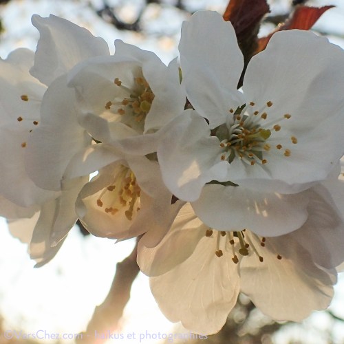 cerisier-haiku-printemps-blanc-VersChez