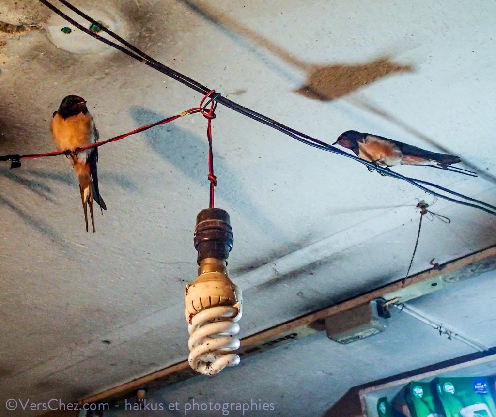 hirondelle-nepal-patan