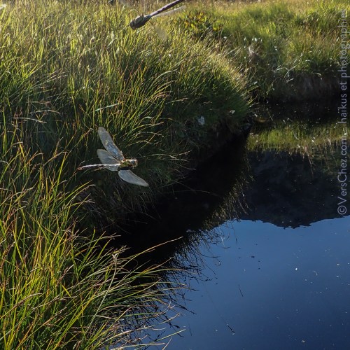 libellule-haiku-marais-poesie-tessin