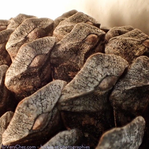 pomme-pin-haiku-ardeche-poesie