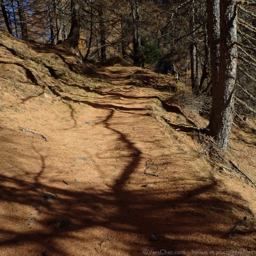 tapis-meleze-haiku-automne-roux