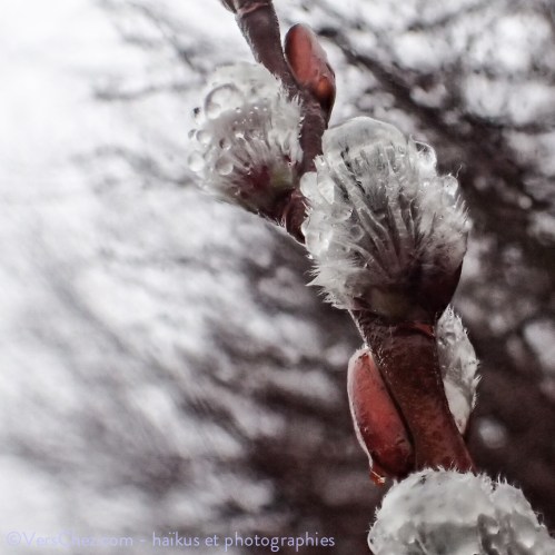 bourgons-haiku-balade-poesie