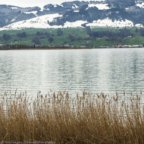 rapperswil-lac-haiku-herbe-printemps