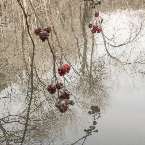 ronce-haiku-etang-lagacilly