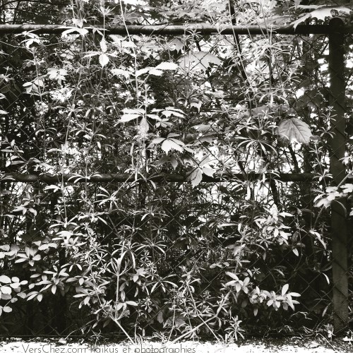 haiku-grillage-rouille-herbes