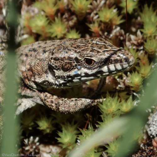 lézard des murailles dans la drôme (haïku à la source)