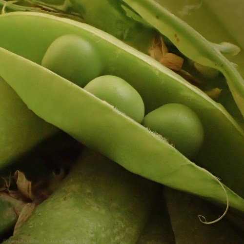 petits-pois-haiku