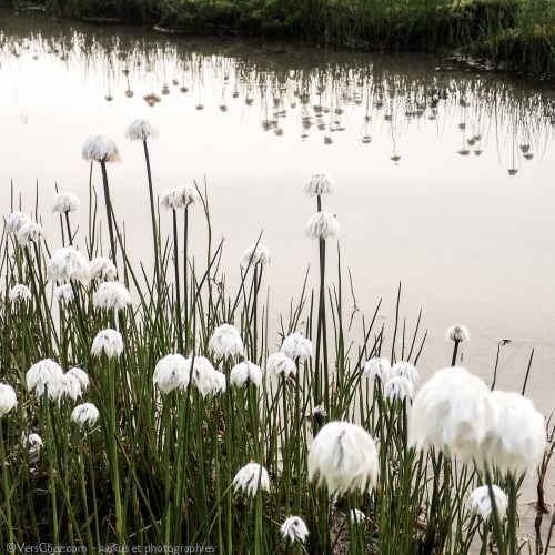 haiku-linaigrettes-lac-poesie