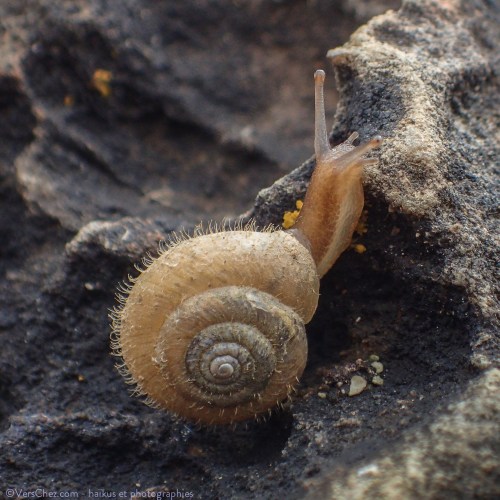 haiku-escargot