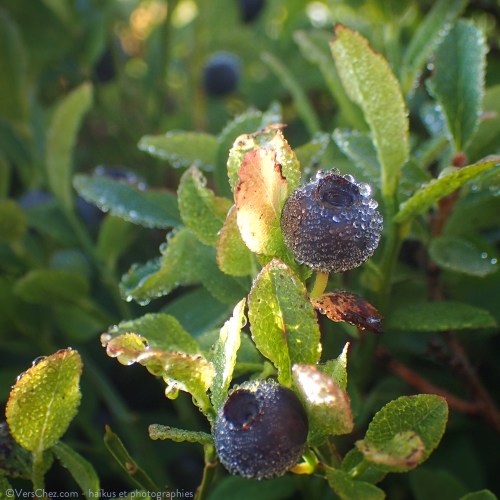 haiku-myrtille-salanfe