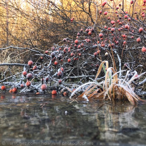 haiku-givre-jura-poesie