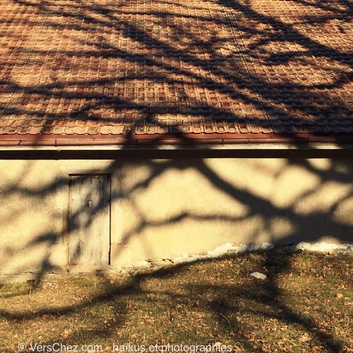 caresse-haiku-ombre-arbre