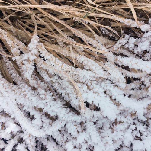 haiku-givre-prairie