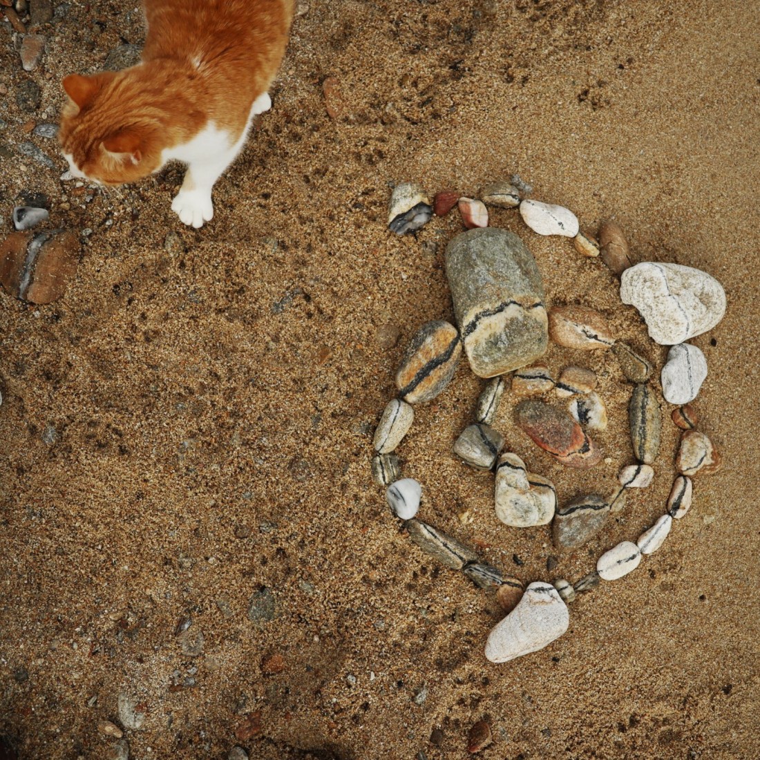 Chat roux sur la plage et mandala de cailloux. Pour un haiku.