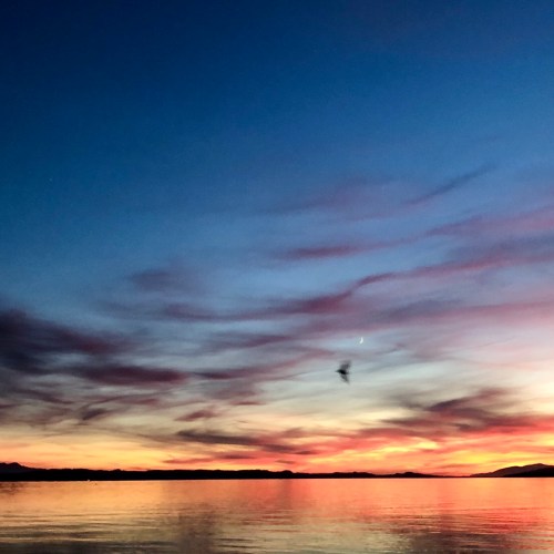 Chauve souris et lune pour un haïku 