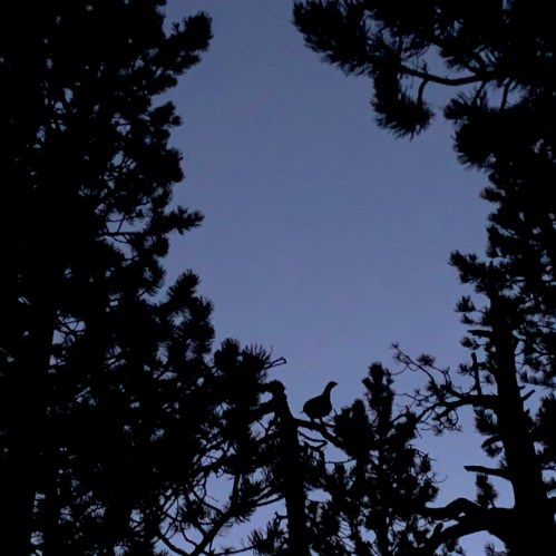 tetras silhouette dans le soir pour un haiku alpes